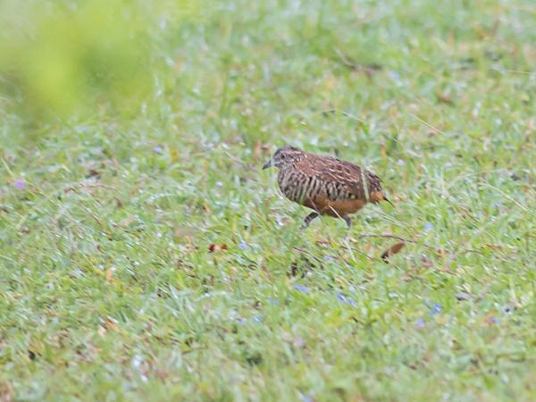<h3><a href="/trips/srilanka/biota/animalia/chordata/aves/024 charadriiformes/001 turnicidae/turnix suscitator/turnix suscitator-nl.html">Turnix&nbsp;suscitator</a> / Barred&nbsp;buttonquail / Zwartkeelvechtkwartel</h3>NIKON D500 met AF-S Nikkor 300mm f/2.8G IF-ED VR II, 1/320 sec  bij F3.5, ISO 320, afstand 29.8&nbsp;m